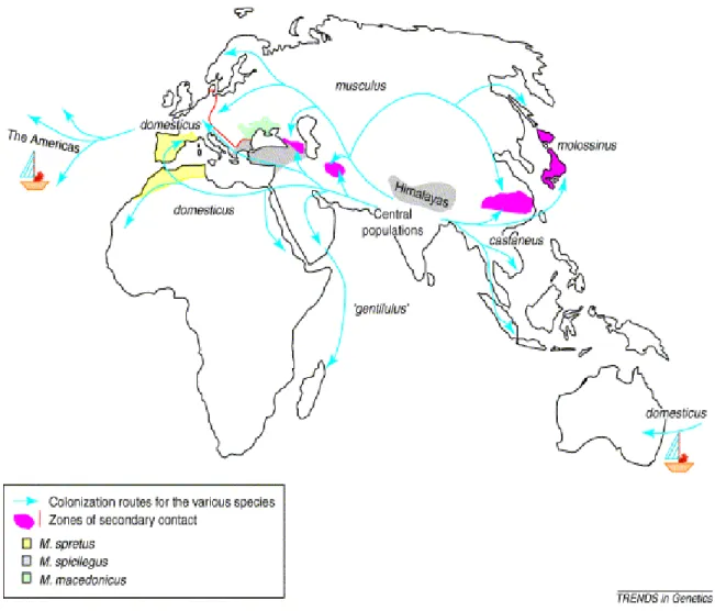 Figure 8: Distribution géographique des différentes espèces du genre Mus et leurs voies  de dissémination supposées.