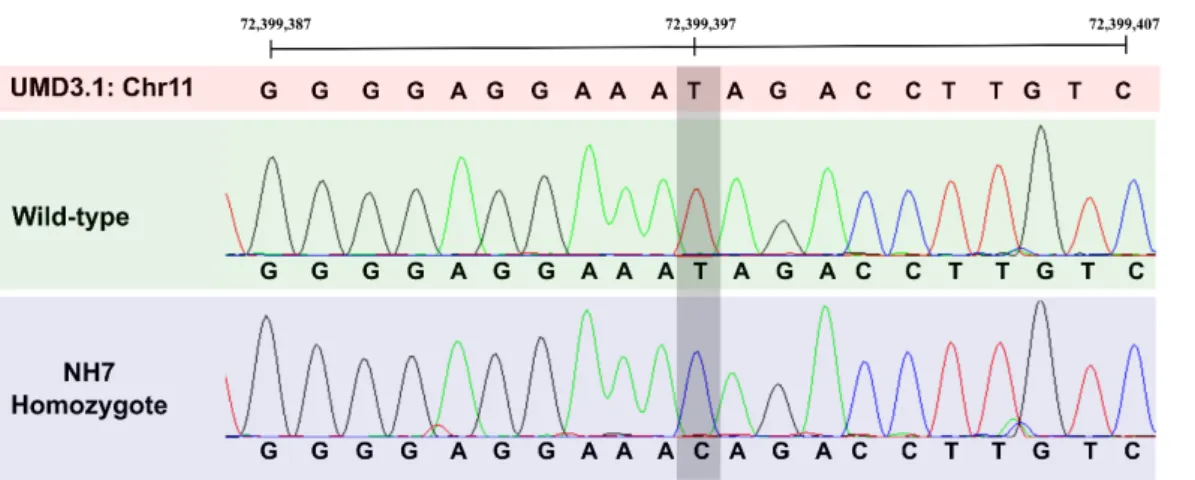 Figure 2.5. Genotype of NH7 homozygote at Chr11 g.72399397T&gt;C mutation. The CAD mutation is indicated by the shaded  vertical box