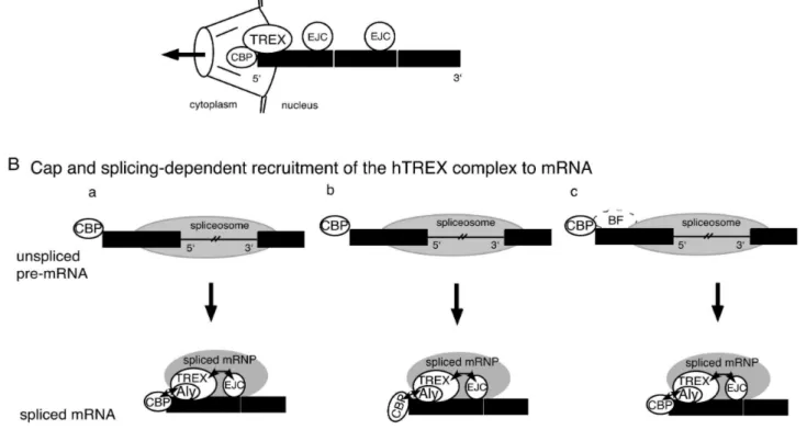 Figure 5 – Modèle de l’exportation de l’ARNm par Cheng et al. (2006).