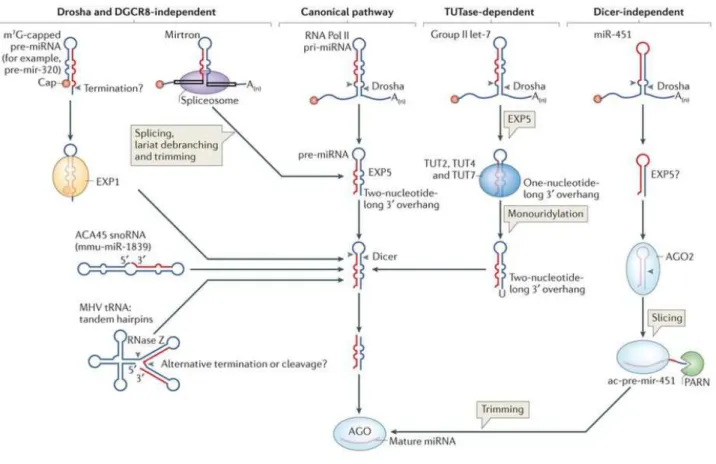 Figure 9 – Voies alternatives de la biogènese des microRNAS par Ha et Narry Kim (2014)