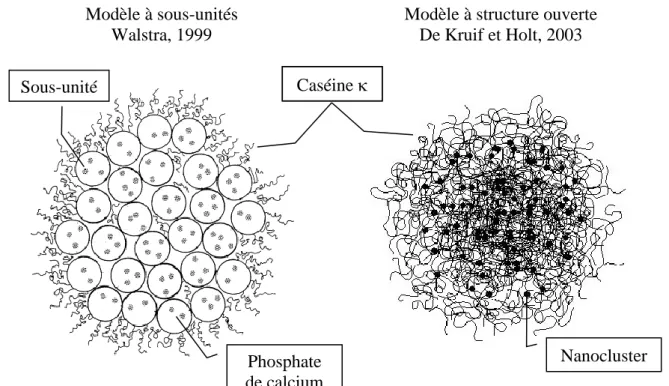 Figure 1.1. Les deux types de modèles décrivant la structure de la caséine de micelle 