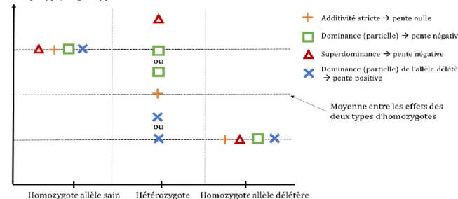 Figure 2 Comment interpréter le signe du coefficient de régression (= pente) dans l’étude de la  dépression de consanguinité le long du génome ? 