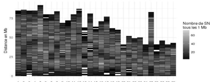 Figure 7 : Densité des 50 820 marqueurs SNPs de la puce MD avec une position unique sur le 