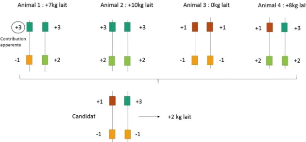Figure 2 : Estimation de la contribution de chaque allèle à une performance (Croué, 2017) 