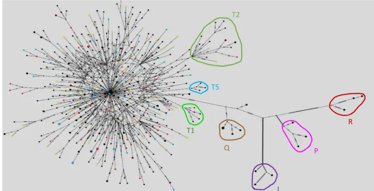 Figure 15 : Représentation en réseau des échantillons.  