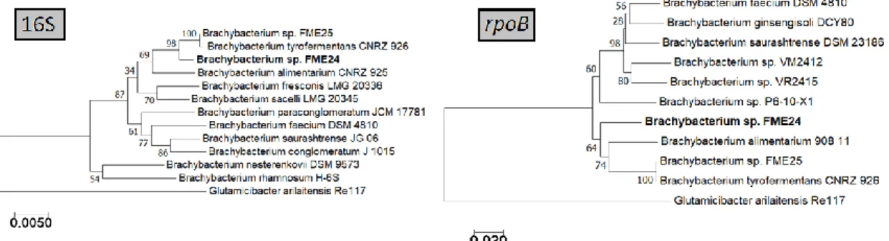 Figure A. Phylogenetic tree of Brachybacterium genus based on 16S rRNA and rpoB gene alignments, including 
