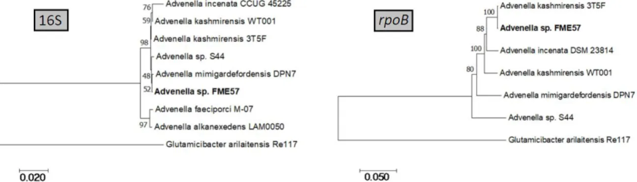 Figure C. Phylogenetic tree of Advenella genus based on 16S rRNA and rpoB gene alignments, including FME57 