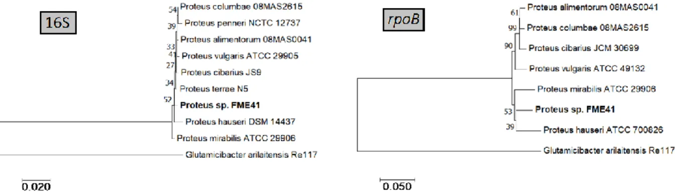 Figure E. Phylogenetic tree of Proteus genus based on 16S rRNA and rpoB gene alignments, including FME41 