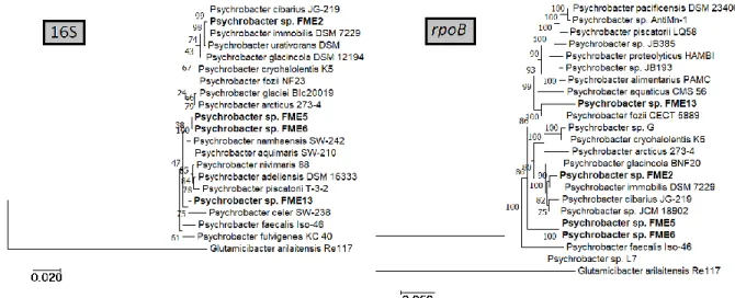 Figure H. Phylogenetic tree of Psychrobacter genus based on 16S rRNA and rpoB gene alignments, including 