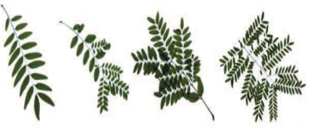 Figure 1.11: Illustration of leaf heteroblasty for Gleditsia triacanthos species, i.e., pro- pro-nounced changes in leaf morphology during plant development.