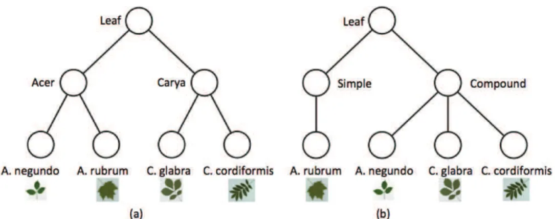 Figure 1.14: Simple hierarchical representations of four species. (a) A semantic hier- hier-archy: the second level represents leaf genera and the third level the species