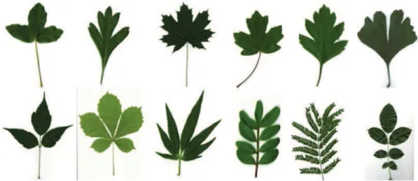 Figure 3.2: Examples for blade divisions. Simple leaves are displayed in the top row and compound leaves in the bottom row.