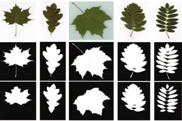 Figure 3.4: Segmentation results with successful petiole removal. Displayed (from the top to the bottom) are an input image, initial segmentation using Otsu algorithm, result after petiole removal.