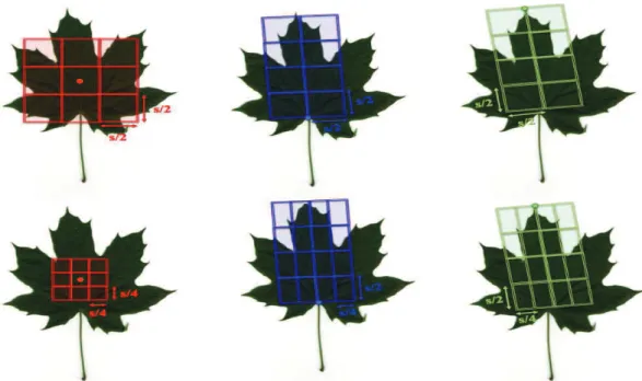 Figure 3.8: Multi-scale (local) windows defined relative to local coordinate systems. Displayed are those used to extract features for respectively leaf type (in red), base (in blue) and apex (in green) estimation