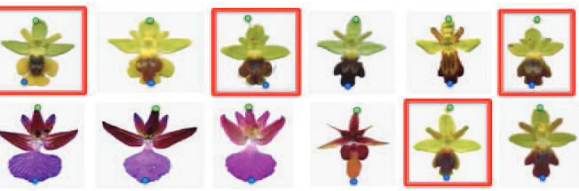 Figure 3.14: Random sample of test images with the estimated vantage points for orchid flowers
