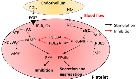 Figure  2.  NO-sGC-cGMP  signaling  pathway  in  platelets.  The  intact  endothelium  releases  prostaglandin I2 (PGI2) and nitric oxide (NO) to activate adenylate cyclase (AC) and soluble guanylyl  cyclase (sGC), leading to the formation of cAMP and cGMP