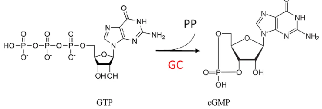Figure 15. Synthesis of cGMP from GTP catalyzed by guanylate cyclase (SGC). 