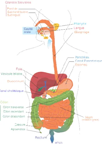 Fig.  1: Structure du système digestif (Villarrea, 2006). 
