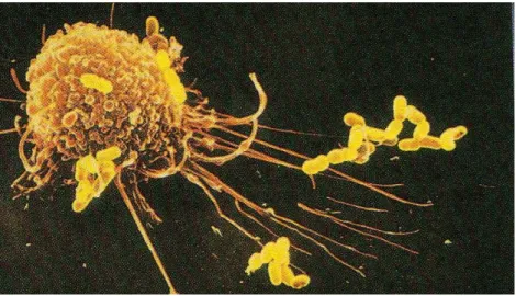Fig.  6: Microcopie à balayage d’un macrophage (Kindt et al., 2008). 