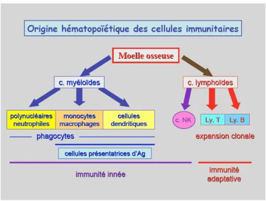 Fig.  7: Schéma représentant l’ensemble des acteurs majeurs du système immunitaire.  