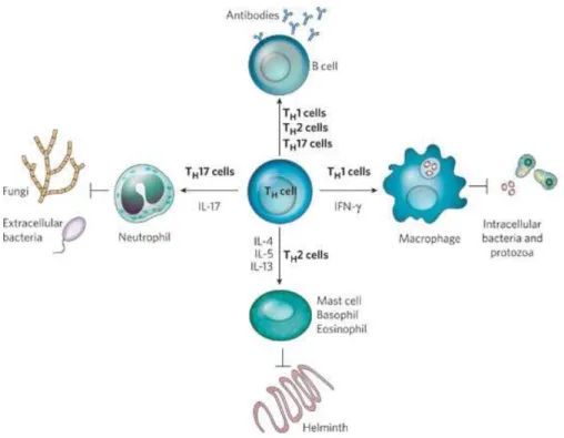 Fig.  8: Induction des voies Th1, Th2 et Th17 (Medzhitov, 2007). 