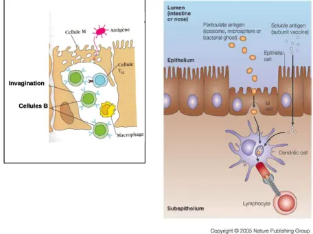 Fig.  10: A gauche : une cellule M intestinale ; A droite : transport d’Ag et présentation à un LT via une  CPA