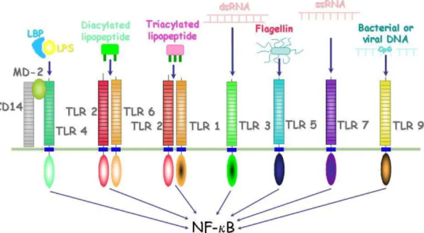 Fig.  11: Les TLR et les ligands associés. 