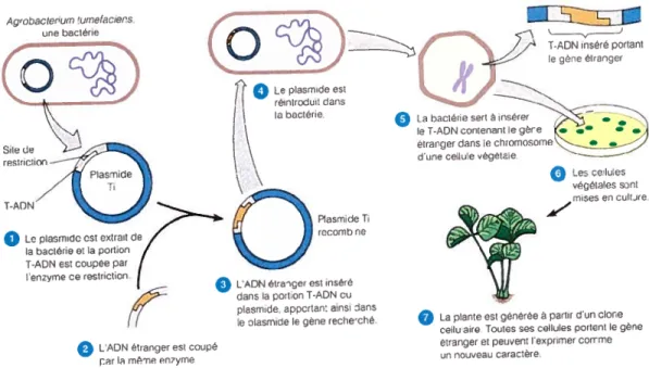 Figure 1.1 Utilisation du plasmide Ti pour le transfert d’un gène à l’intérieur d’une