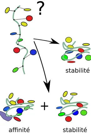 Figure 1.1 – Le CPD pour « Computational Protein Design » recherche les séquences d’acides aminés compatibles avec une protéine dont la structure 3D est connue, c’est-à-dire compatibles avec un repliement et éventuellement une aﬃnité pour un ligand.