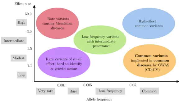Figure 1.1: Impact of variants by risk allele frequency and effect size. In particular,