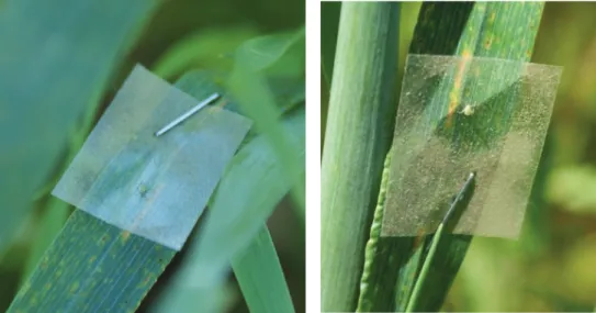 Figure 2.2: The aphid predation cards used on wheat leaves during this PhD research (for the year 2016)
