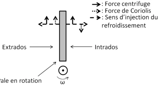 Figure 2-6. Sens d’application des forces centrifuges et de Coriolis à l’intrados et l’extrados d’une pale de rotor [29] 
