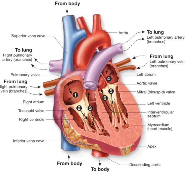 Fig. 1 – Heart circulation diagram : ¶ deoxygenated blood returns from the body to fill the