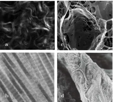 Fig. 1.1 – Microscopy images of some constituents : (a) confocal image of wavy collagen fiber