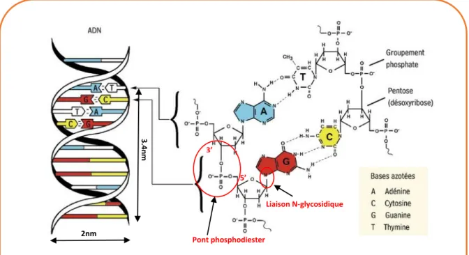 Figure 2. Structure d’une molécule d’ADN double hélice montrant l’appariement des bases azotées