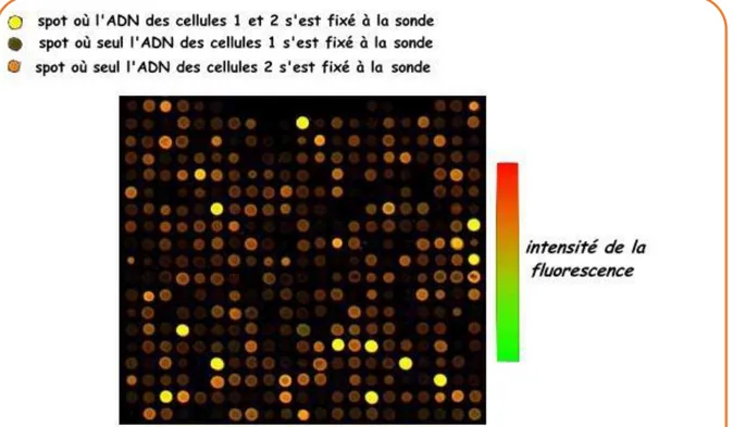 Figure 3. Image de fluorescence à deux couleurs d’une partie d’une puce d’ADN. [136]