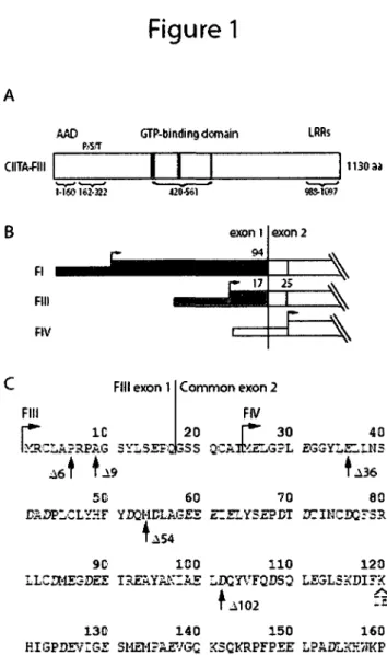Figure 1. Domain structure of naturally occurring isoforms of CIITA and N-terminal  deletion mutants used in this study