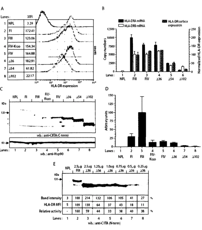 Figure 2. Steady-state protein expression levels and relative MHC-II activation potential of  naturally occurring and engineered N-terminal variants of CIITA