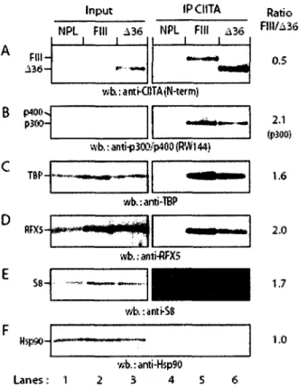 Fig. 8. CIITA-FIII interacts more efficiently with protein partners. CIITA was  immunoprecipitated from protein extracts of HEK293-EBNA cells stably transfected with empty  EBS-NPL vector (lanes 1, 4), CIITA-FIII (lanes, 2, 5), or CIITA-A36 (lanes 3, 6) re