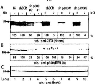 Fig. 9. Knock down of p300 does not affect turnover of CIITA-FIII. HEK293-EBNA cells  stably transfected with CIITA-FIII were left uninfected (Ni, lane 1), or infected with lentiviral  vectors expressing either a scrambled control shRNA sequence (shSCR, la