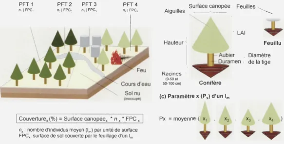 Figure 2.  Schéma du  processus  de simulation  de  populations  de  PFTs  à  l'échelle d' un  pixel  dans LPJ-LMfire (adapté de Smith et al.,  2001 )
