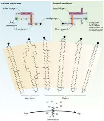 Figure 2 : Les membranes d'archées et de bactéries. Les  membranes des eucaryotes sont similaires à celles des  bactéries