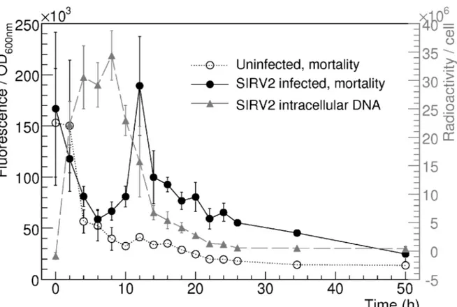 Figure 4. Links between the kinetics of host chromosome degradation and the SIRV2 infection cycle