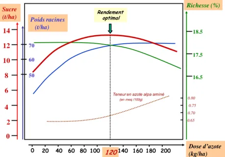 Figure 2-8 : Réponse générale de la betterave sucrière à une augmentation du niveau de  fertilisation azotée (Duval, Machet, &amp; Maupas, 2003)