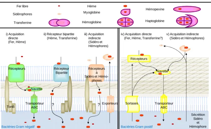 Figure  2  :  Acquisition  et  devenir  du  fer  et  de  l’hème  chez  les  bactéries