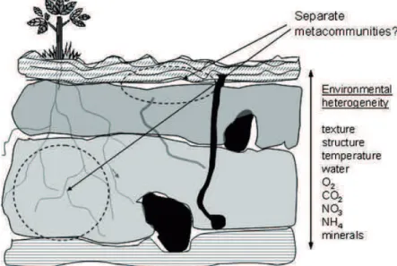 Figure  9  La  distribution  des  ressources  et  la  structure  de  l’environnement  contribuent  à  l’établissement  de  métacommunautés, séparés en patchs dans le sol (extrait de Ferris et Bongers, 2006)