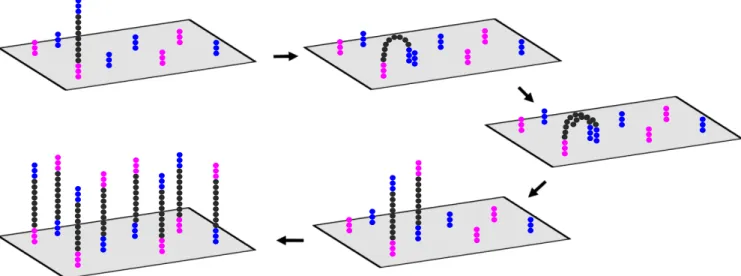 Figure 5. Amplification par « ponts » et formation de clusters de la méthode Illumina 