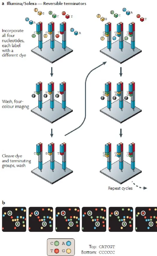 Figure 6. Méthode de terminaison réversible cyclique qu’utilise Illumina pour le  séquençage (Image tirée de Metzker et al, 2010, Autorisation obtenue de Nature Publishing 