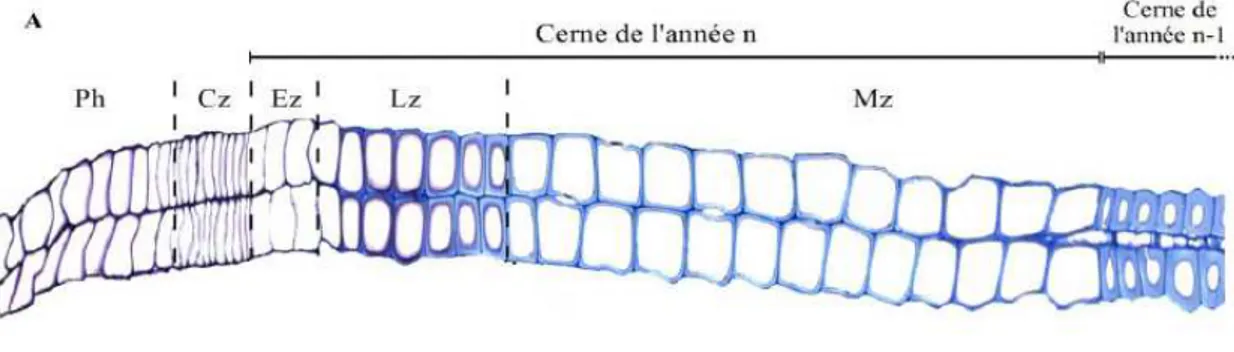Figure 5 : Observation des étapes de différentiation des cellules chez le pin sylvestre