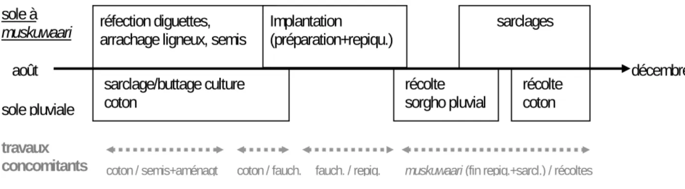 Figure II-1 : Enchaînement-type des opérations culturales pour le muskuwaari replacé dans l'ensemble du 